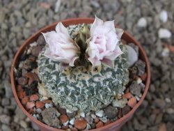 Ariocarpus kotschoubeyanus albiflorus Tula květináč 6,5 cm - 12416329