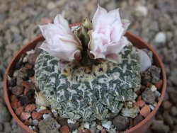 Ariocarpus kotschoubeyanus albiflorus Tula květináč 6,5 cm - 12416330