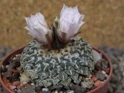 Ariocarpus kotschoubeyanus albiflorus Tula květináč 6,5 cm - 12416331