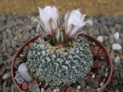 Ariocarpus kotschoubeyanus albiflorus Tula květináč 6,5 cm - 12416332