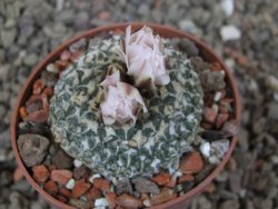 Ariocarpus kotschoubeyanus albiflorus Tula květináč 6,5 cm - 12416335