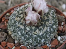 Ariocarpus kotschoubeyanus albiflorus Tula květináč 6,5 cm