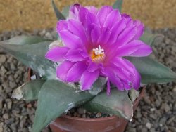 Ariocarpus confusus Aramberi PP 420 květináč 8,5 cm Cites IA - 12416352