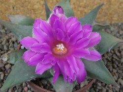Ariocarpus confusus Aramberi PP 420 květináč 8,5 cm Cites IA - 12416356