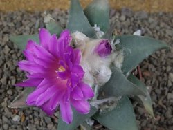 Ariocarpus confusus Aramberi PP 420 květináč 8,5 cm Cites IA - 12416360