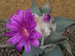 Ariocarpus confusus Aramberi PP 420 květináč 8,5 cm Cites IA - 12416361