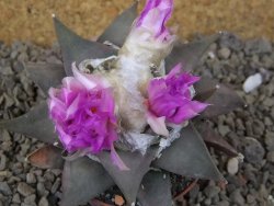 Ariocarpus confusus Aramberi PP 420 květináč 7 cm Cites IA