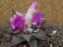 Ariocarpus confusus Aramberi PP 420 květináč 7 cm Cites IA - 12416363