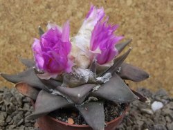 Ariocarpus confusus Aramberi PP 420 květináč 7 cm Cites IA - 12416367