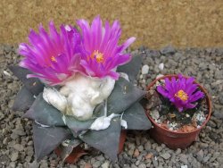 Ariocarpus confusus Aramberi PP 420  11 cm Cites IA - 12416382
