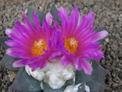 Ariocarpus confusus Aramberi PP 420  11 cm Cites IA - 12416385