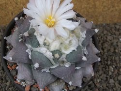Ariocarpus furfuraceus La Ascension květináč 10 cm cites IA - 12416389