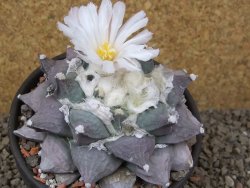 Ariocarpus furfuraceus La Ascension květináč 10 cm cites IA