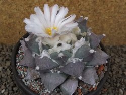 Ariocarpus furfuraceus La Ascension květináč 10 cm cites IA - 12416393