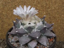 Ariocarpus furfuraceus La Ascension květináč 10 cm cites IA - 12416394
