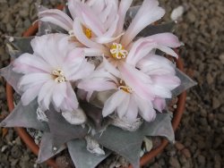 Ariocarpus furfuraceus La Ascension květináč 8 cm cites IA