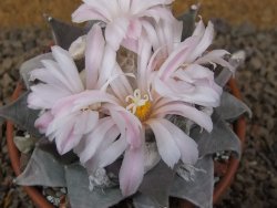 Ariocarpus furfuraceus La Ascension květináč 8 cm cites IA - 12416400