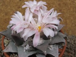 Ariocarpus furfuraceus La Ascension květináč 8 cm cites IA - 12416401