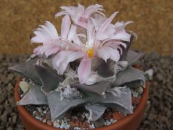 Ariocarpus furfuraceus La Ascension květináč 8 cm cites IA - 12416402