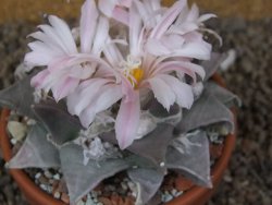 Ariocarpus furfuraceus La Ascension květináč 8 cm cites IA - 12416403