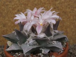 Ariocarpus furfuraceus La Ascension květináč 8 cm cites IA - 12416404