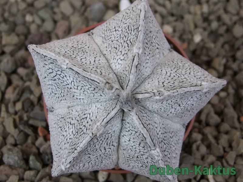 Astrophytum coahuilense snow 5,5 cm květináč