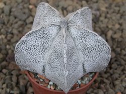 Astrophytum coahuilense snow 5,5 cm květináč - 12416411