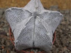 Astrophytum coahuilense snow 5,5 cm květináč - 12416413