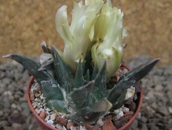 Ariocarpus trigonus horacekii Jaumave, květináč 5,5 cm - 12416418