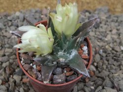 Ariocarpus trigonus horacekii Jaumave, květináč 5,5 cm - 12416420