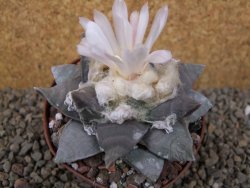 Ariocarpus retusus 9 cm cites IA - 12416423