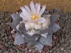 Ariocarpus retusus 9 cm cites IA - 12416424