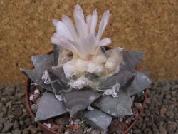 Ariocarpus retusus 9 cm cites IA