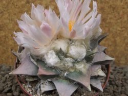 Ariocarpus retusus 9 cm cites IA - 12416431