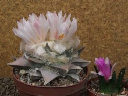 Ariocarpus retusus 9 cm cites IA - 12416435