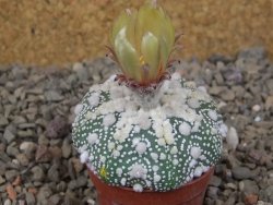 Astrophytum Hanazano Kabuto, květináč 5,5 cm