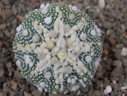 Astrophytum Hanazano Kabuto, květináč 5,5 cm - 12416441