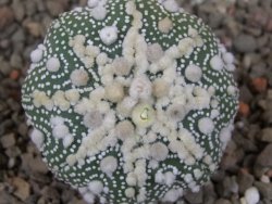 Astrophytum Hanazano Kabuto, květináč 5,5 cm - 12416442