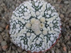 Astrophytum Hanazano Kabuto Star, květináč 5,5 cm - 12416444