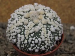 Astrophytum Hanazano Kabuto Star, květináč 5,5 cm - 12416446