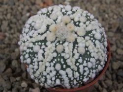 Astrophytum Hanazano Kabuto Star, květináč 5,5 cm - 12416448