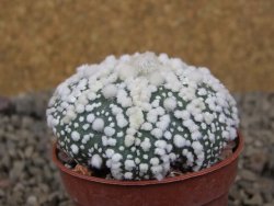 Astrophytum Hanazano Kabuto Star, květináč 5,5 cm - 12416450