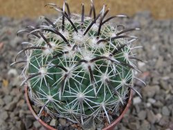 Coryphantha kracikii Diamante, Dur. květináč 5,5 cm - 12416451