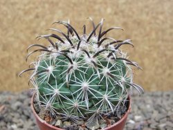 Coryphantha kracikii Diamante, Dur. květináč 5,5 cm - 12416454