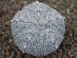 Astrophytum Z Jasenné květináč 5,5 cm - 12416462