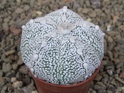 Astrophytum Z Jasenné květináč 5,5 cm - 12416463