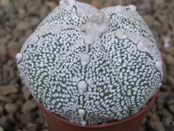 Astrophytum Z Jasenné květináč 5,5 cm - 12416465