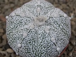 Astrophytum Z Jasenné květináč 5,5 cm