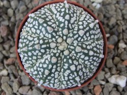 Astrophytum Z Jasenné květináč 5,5 cm - 12416467