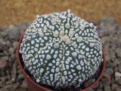 Astrophytum Z Jasenné květináč 5,5 cm - 12416469